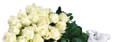 Bouquet of white roses