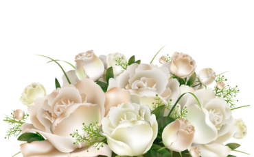 White roses, flowers, png