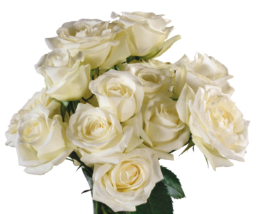 Beautiful white roses