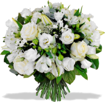 Pure white roses