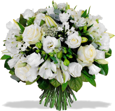 Pure white roses