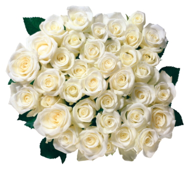 Bouquet of white roses, png, roses