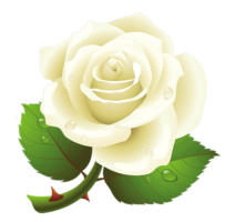 White rose clipart, white roses