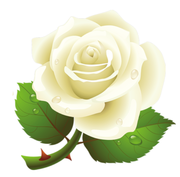 White rose clipart, white roses