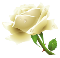 White rose, flower, plant