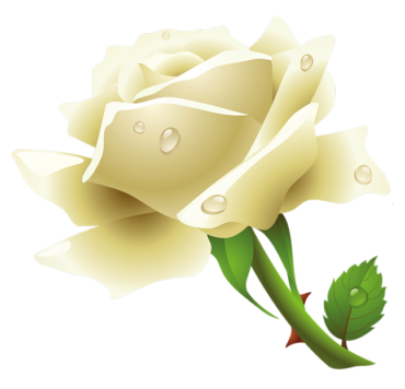 White rose, flower, plant