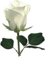 White rose bud