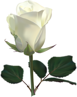 White rose bud