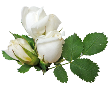 White roses, flowers, bouquet