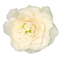 Beautiful white roses, bouquet