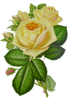 Yellow roses, flowers