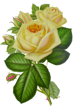 Yellow roses, flowers