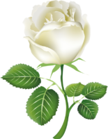 One white rose