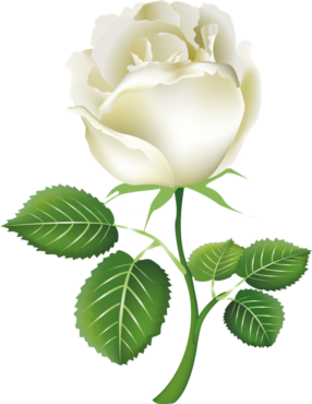One white rose