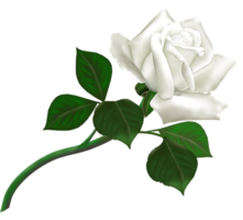 White rose, bouquet of roses
