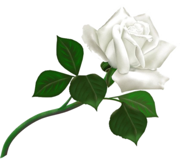 White rose, bouquet of roses