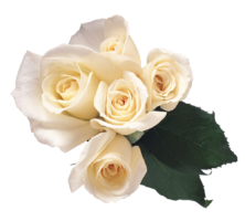 White Rose Flower