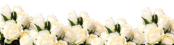 Bouquet of white roses, PNG