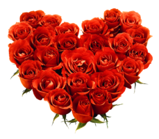 Bouquet of roses, red roses
