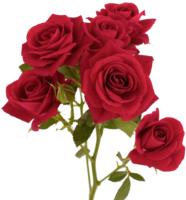 Roses are red