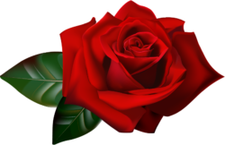 One red rose