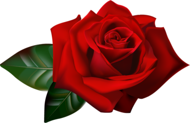 One red rose