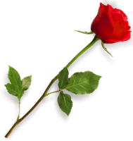 One red rose, png