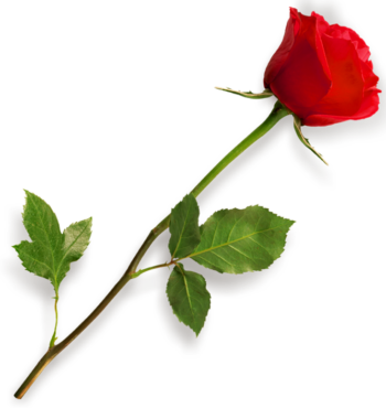 One red rose, png
