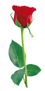 One red rose, png, flower