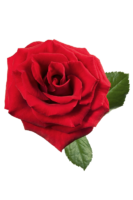 Red rose, png, flower