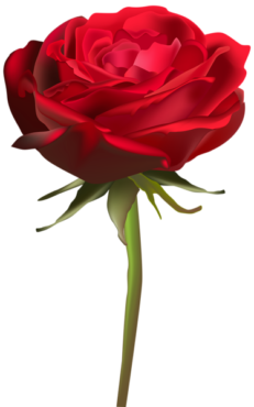 Red roses, png, flower