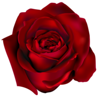 Rosebud