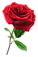 Red roses ,png