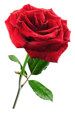 Red roses ,png