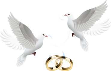 Pigeons, wedding, rings