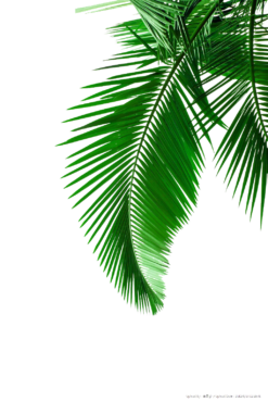 Leaves, palm, tree