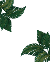 Tropical leaves, plant