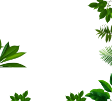 Leaves background