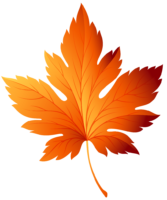 Autumn leaf