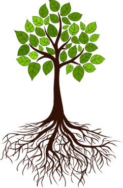 Tree, roots