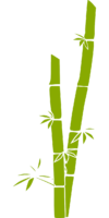 Bamboo
