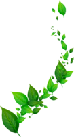 Leaves