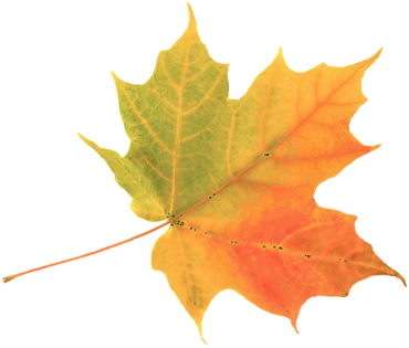 Maple leaf, a plant