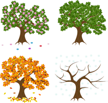 Tree by season