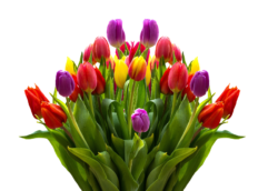 Tulips bouquet