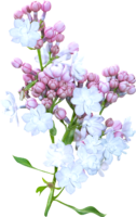Lilac, flowers, bouquet