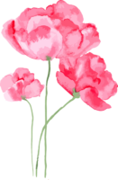 Watercolor flowers, spring, peonies