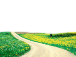 Summer road, nature