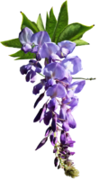 Chinese Wisteria