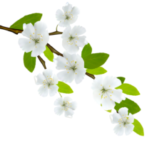 Apple tree branches